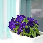 Sunny New Port Mykonos טורלוס