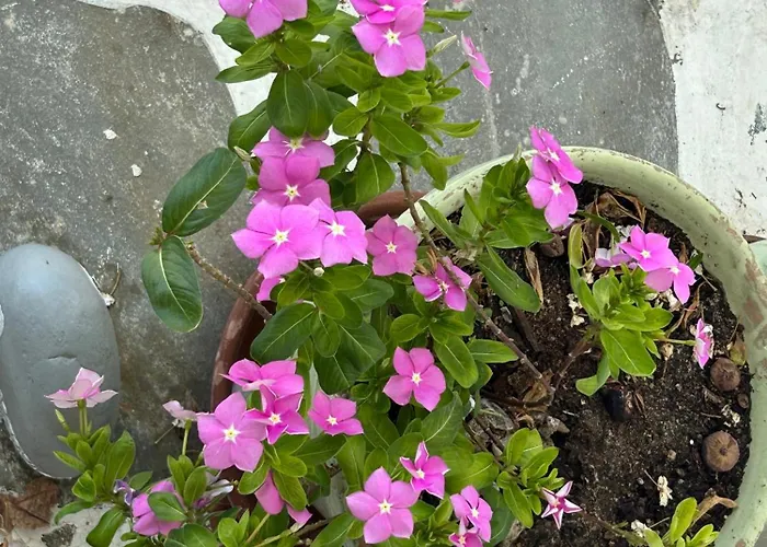 Konukevi Sunny New Port Mykonos Tourlos